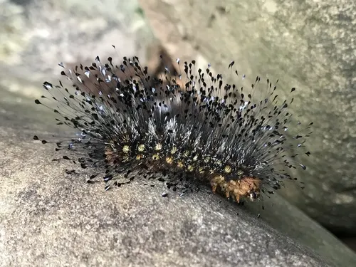Megalopyge urens - photo 8