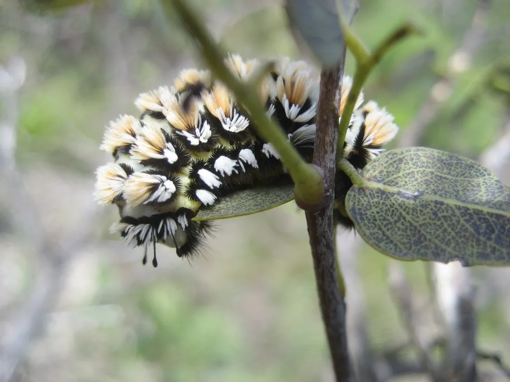 Flannel Moths - photo 2