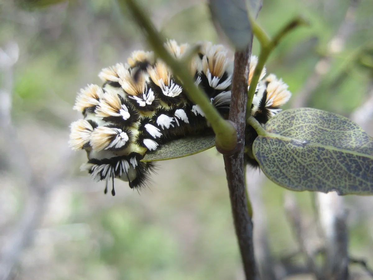 Flannel Moths - photo 3
