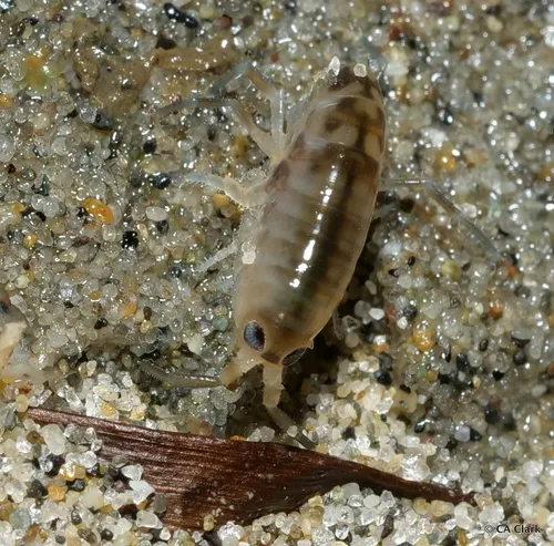 California beach flea - photo 7
