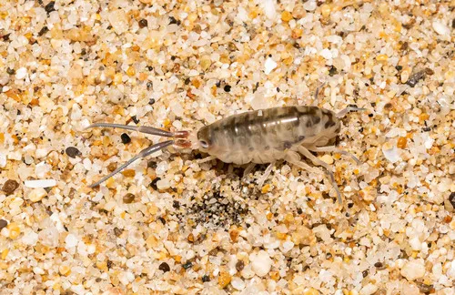 California beach flea - photo 8