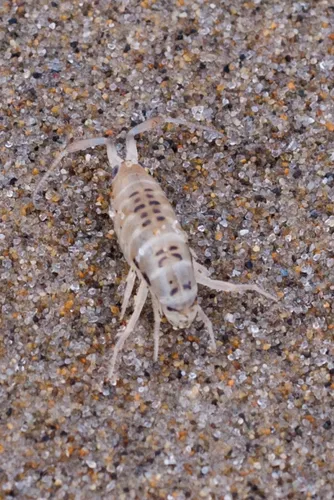 Pale beach hopper