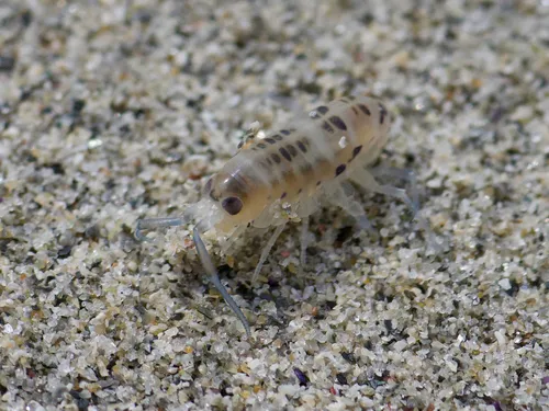 Pale beach hopper - photo 4