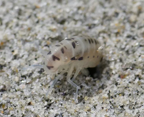 Pale beach hopper - photo 5