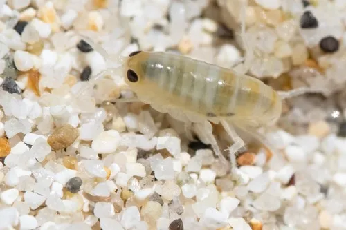 Pale beach hopper - photo 6