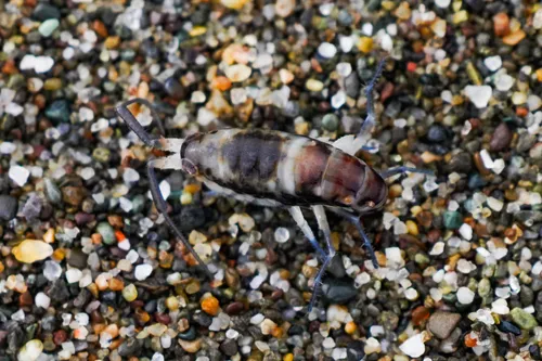 Pale beach hopper - photo 8