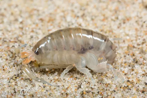 Megalorchestia corniculata