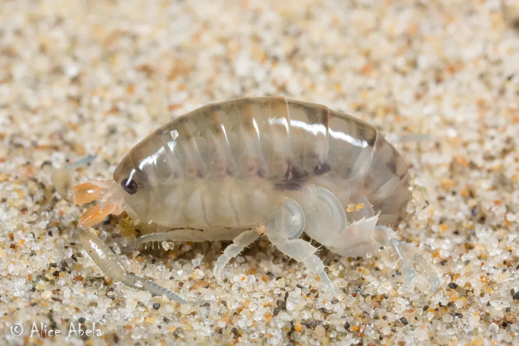 Megalorchestia corniculata - photo 2
