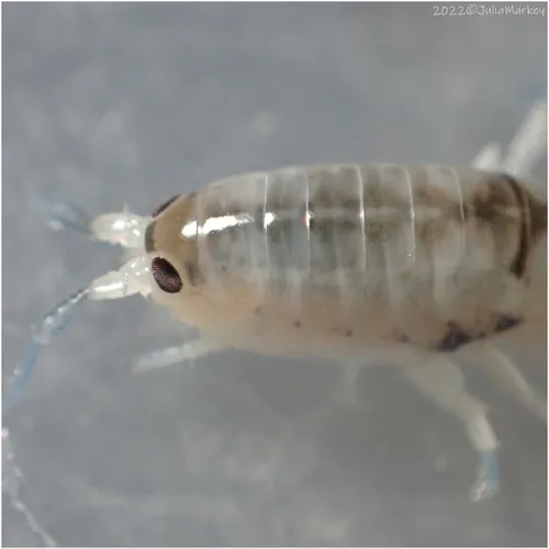 Megalorchestia corniculata - photo 4