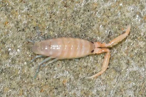 Megalorchestia corniculata - photo 5