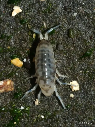 Megalorchestia corniculata - photo 8