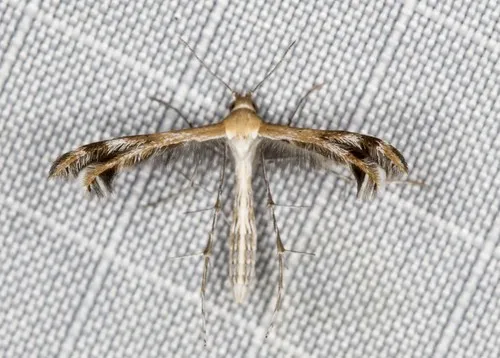 Spiderling Plume Moth
