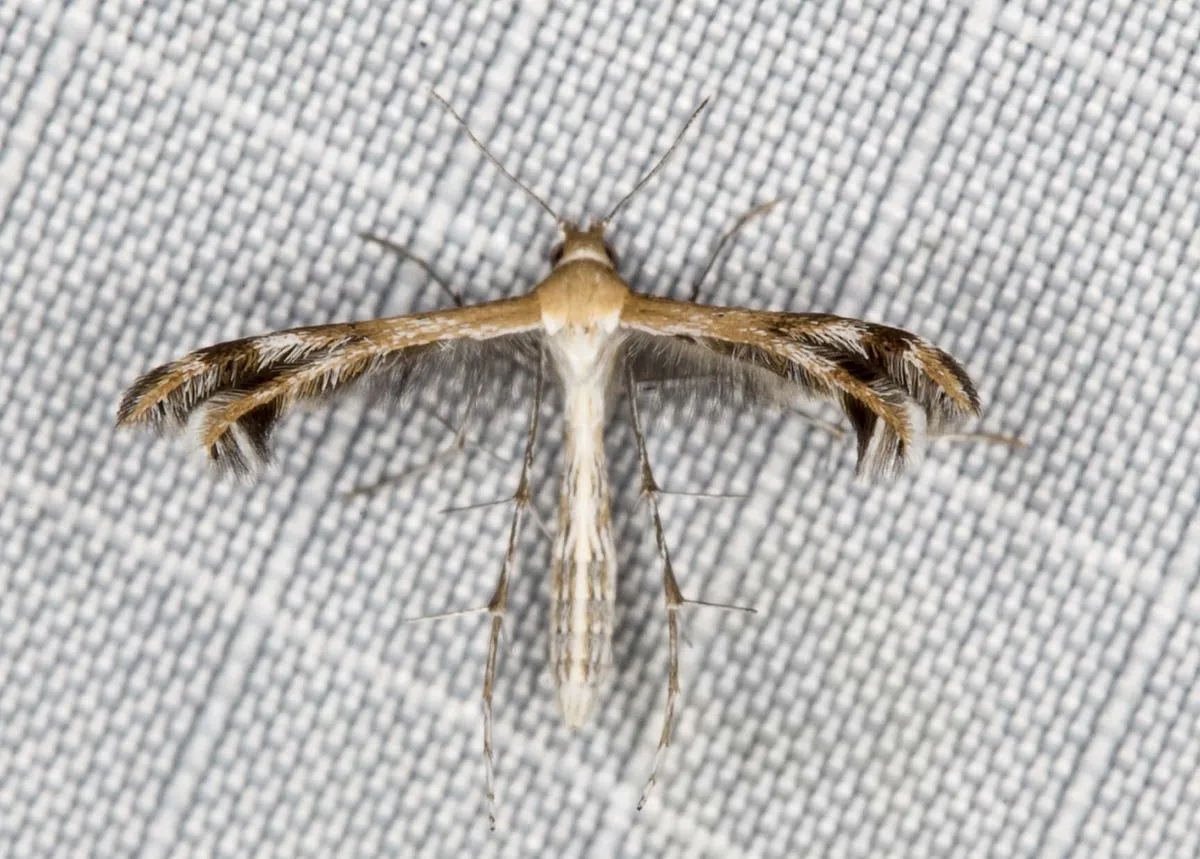 Spiderling Plume Moth - photo 3