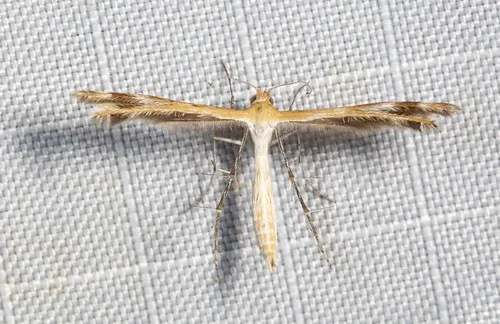 Spiderling Plume Moth - photo 5