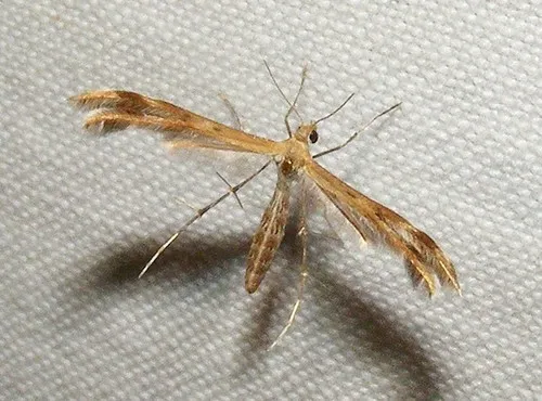Spiderling Plume Moth - photo 6
