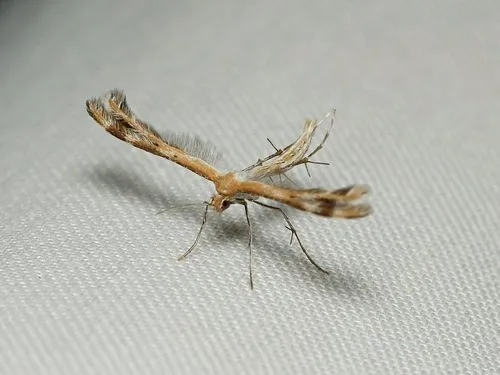 Spiderling Plume Moth - photo 7
