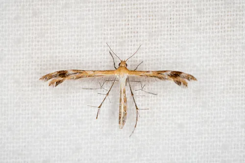 Spiderling Plume Moth - photo 8