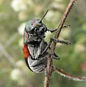 Megalostomis pyropyga - Megalostomis pyropyga