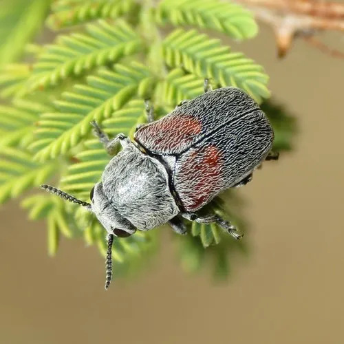 Megalostomis subfasciata