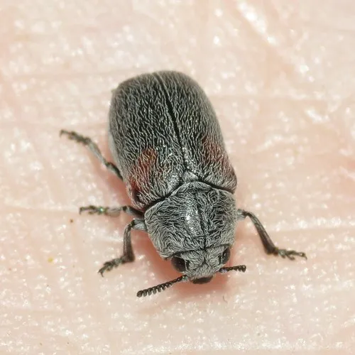 Megalostomis subfasciata - photo 3