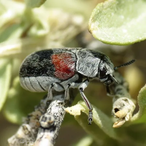 Megalostomis subfasciata - photo 4