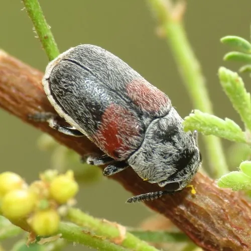 Megalostomis subfasciata - photo 6