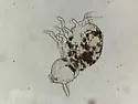 Megalothorax incertus