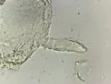 Megalothorax incertus - photo 2