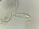 Megalothorax incertus - photo 3
