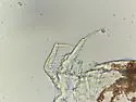 Megalothorax incertus - photo 4