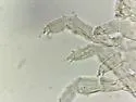 Megalothorax incertus - photo 5