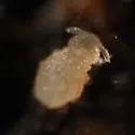 Megalothorax minimus