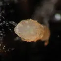 Megalothorax minimus - photo 2