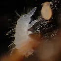 Megalothorax minimus - photo 3