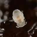 Megalothorax minimus - photo 4