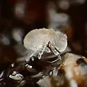 Megalothorax minimus - photo 5