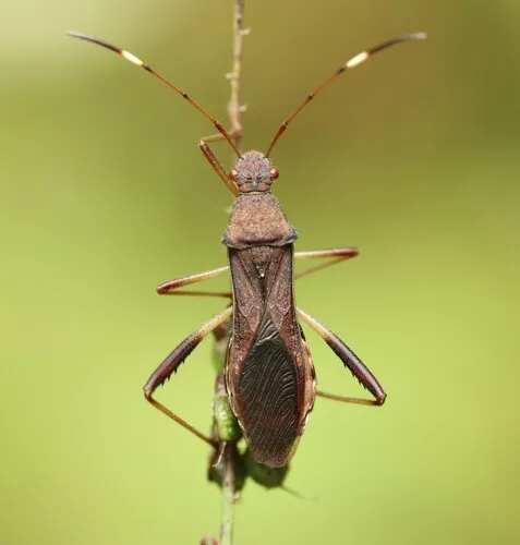 Lupine Bug - photo 2