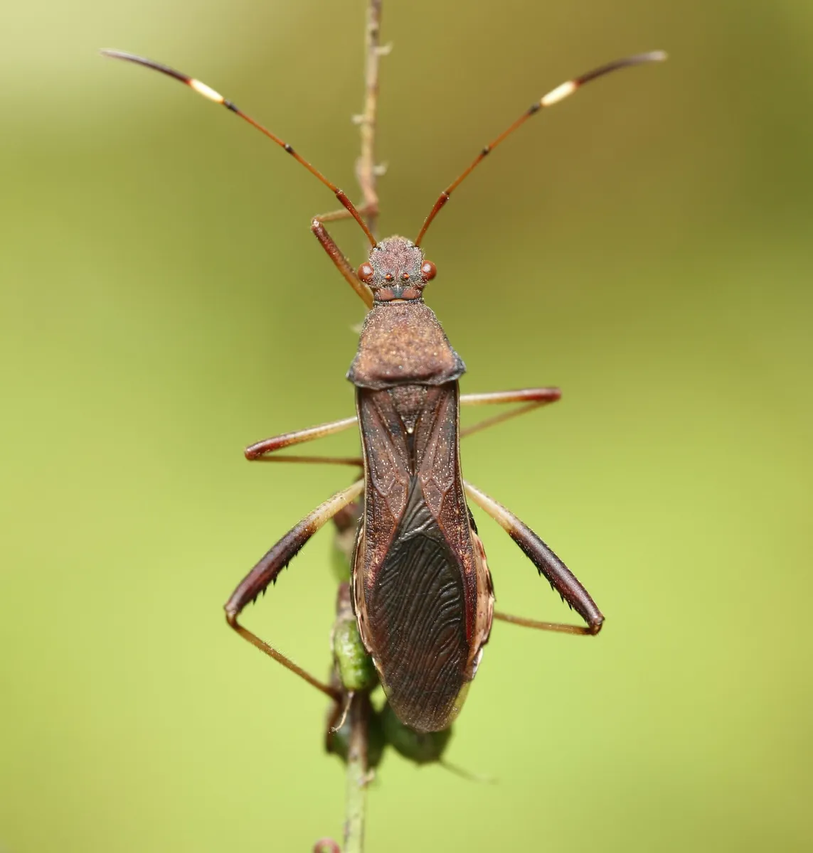 Lupine Bug - photo 3