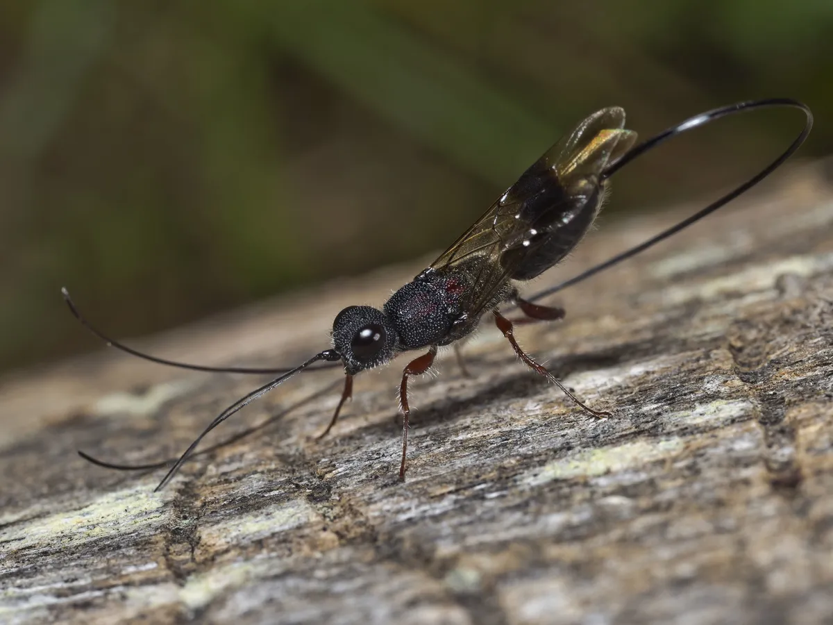Megalyridae - photo 3