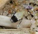 Megamelanus bicolor - photo 2