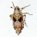 Megamelus aestus