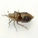 Megamelus aestus - photo 3