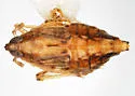 Megamelus bifidus - photo 2