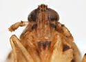 Megamelus bifidus - photo 3