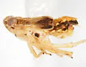 Megamelus bifidus - photo 4