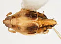 Megamelus bifidus - photo 5
