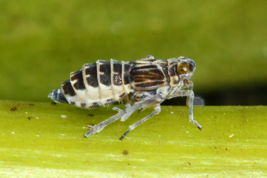 Common Waterlily Planthopper