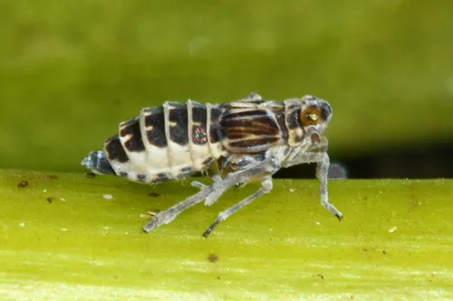 Common Waterlily Planthopper - photo 3