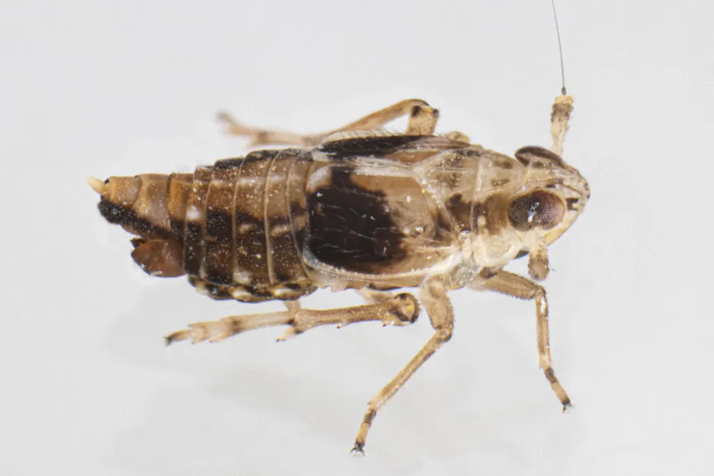 Megamelus distinctus - photo 2