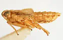 Megamelus falcatus